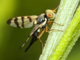 Attēlu rezultāti vaicājumam “Urophora jaceana”