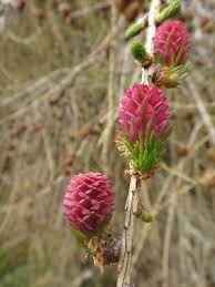 Attēlu rezultāti vaicājumam “Larix decidua flower”