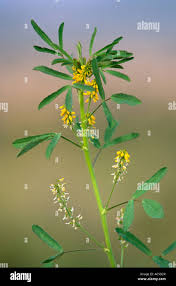 Attēlu rezultāti vaicājumam “Melilotus officinalis leaf”