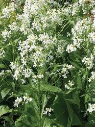 Attēlu rezultāti vaicājumam “Armoracia rusticana”