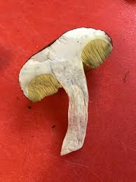 Attēlu rezultāti vaicājumam “Xerocomus subtomentosus”