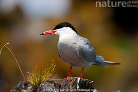 Attēlu rezultāti vaicājumam “Sterna hirundo”