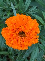 Attēlu rezultāti vaicājumam “Tagetes flower”