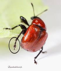 Attēlu rezultāti vaicājumam “Attelabus nitens”