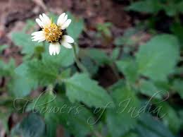 Attēlu rezultāti vaicājumam “Galinsoga quadriradiata leaf”