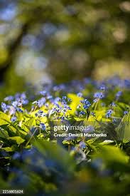 Attēlu rezultāti vaicājumam “Omphalodes verna flower”
