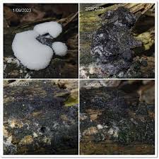 Attēlu rezultāti vaicājumam “Symphytocarpus trechisporus plasmodium”