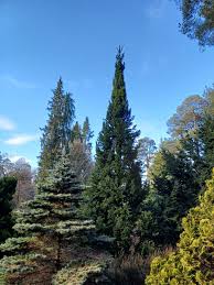 Attēlu rezultāti vaicājumam “Abies alba”