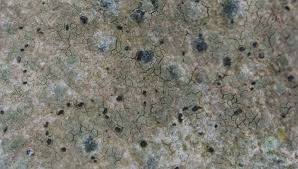 Attēlu rezultāti vaicājumam “Alyxoria varia”