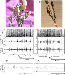 Attēlu rezultāti vaicājumam “Uroleucon hypochoeridis”
