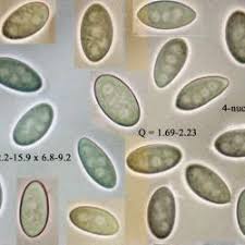 Attēlu rezultāti vaicājumam “Myriosclerotinia scirpicola”