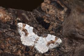 Attēlu rezultāti vaicājumam “Ligdia adustata”