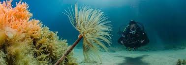 Image result for Southampton University Sub-Aqua Club