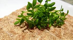 Image result for Gartenkresse