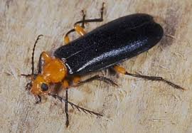 Attēlu rezultāti vaicājumam “Pyrochroidae larva”