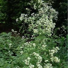 Attēlu rezultāti vaicājumam “Thalictrum”