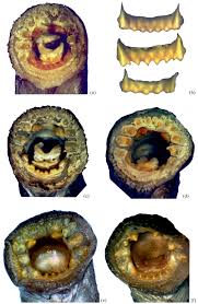 Image result for Lethenteron camtschaticum