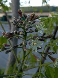 Attēlu rezultāti vaicājumam “Gymnocladus dioicus flower”