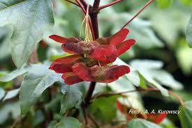 Attēlu rezultāti vaicājumam “Acer campestre flower”