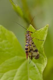 Attēlu rezultāti vaicājumam “Panorpa communis imago”