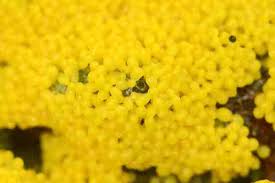 Attēlu rezultāti vaicājumam “Physarum penetrale”