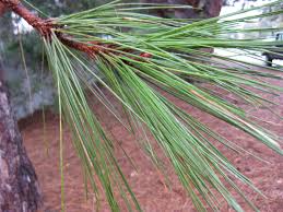 Attēlu rezultāti vaicājumam “Pinus ponderosa”