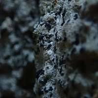 Attēlu rezultāti vaicājumam “Alyxoria varia”