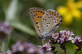 Attēlu rezultāti vaicājumam “Lycaena alciphron”