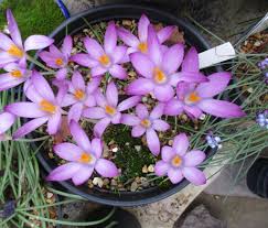 Attēlu rezultāti vaicājumam “Crocus tommasinianus flower”