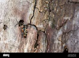 Attēlu rezultāti vaicājumam “Leptura rubra female”
