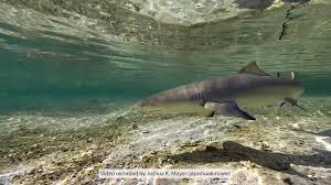 Image result for Negaprion brevirostris