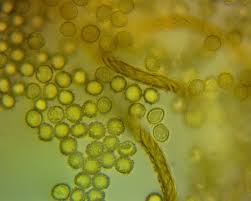 Attēlu rezultāti vaicājumam “Hemitrichia clavata macro”