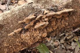 Attēlu rezultāti vaicājumam “Gloeophyllum abietinum”