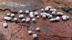 Attēlu rezultāti vaicājumam “Diderma effusum”