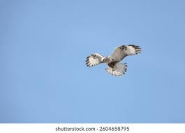 Attēlu rezultāti vaicājumam “Buteo lagopus”