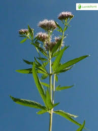 Attēlu rezultāti vaicājumam “Eupatorium cannabinum leaf”