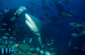 Image result for Carcharhinus leucas