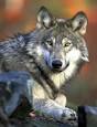 Gray Wolf Conservation &amp; Management | Washington Department of ...