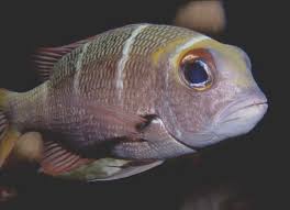 Image result for Monotaxis grandoculis