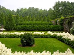 Image result for Astilbe