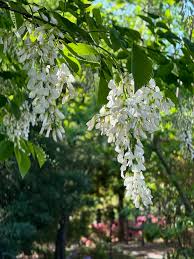 Attēlu rezultāti vaicājumam “Cladrastis kentukea”