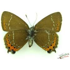 Attēlu rezultāti vaicājumam “Satyrium pruni”