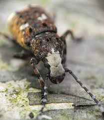 Attēlu rezultāti vaicājumam “Platystomos albinus”