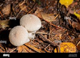 Attēlu rezultāti vaicājumam “Lycoperdon pyriforme young”