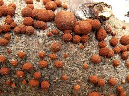 Attēlu rezultāti vaicājumam “Hypoxylon fragiforme / howeianum”