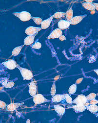 Attēlu rezultāti vaicājumam “Penicillium vulpinum”