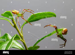 Attēlu rezultāti vaicājumam “Diaea dorsata female”