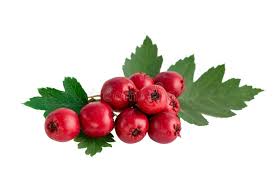 Attēlu rezultāti vaicājumam “Crataegus monogyna fruit”