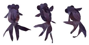 Image result for 出目金