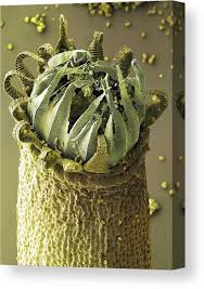 Attēlu rezultāti vaicājumam “Homalothecium sericeum”